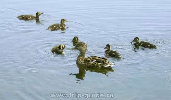 Уточки на пруду Уточки на пруду
