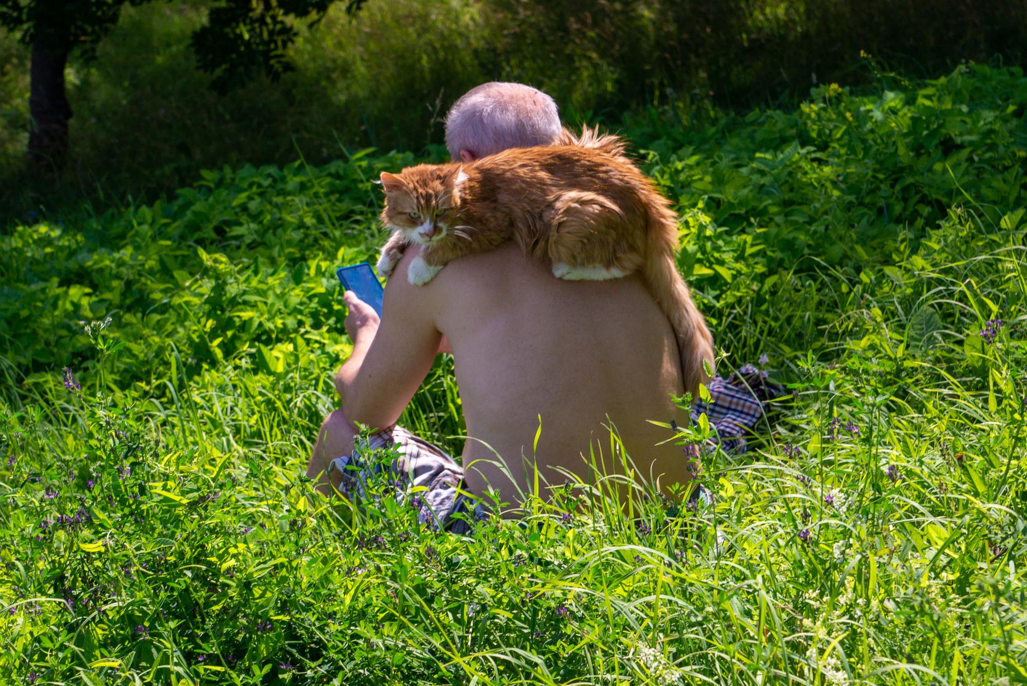 Лето и кот Лето и кот