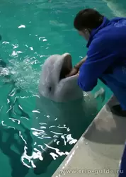 Дельфинарий Дельфинарий