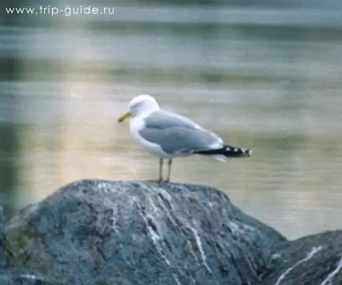 Чайки