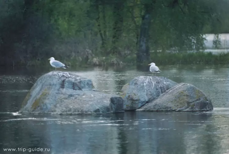 Чайки