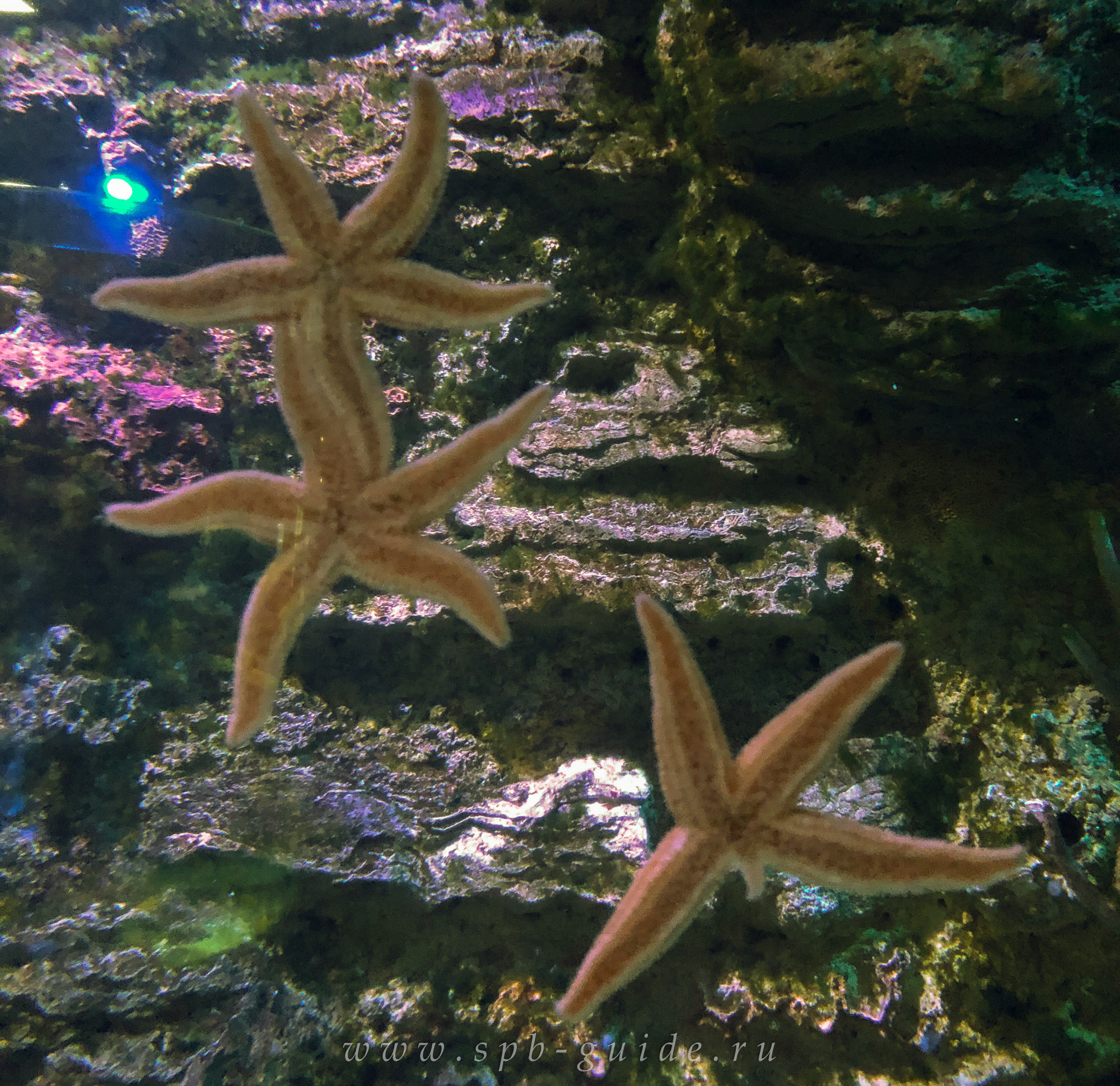 Морские звёзды Морские звёзды