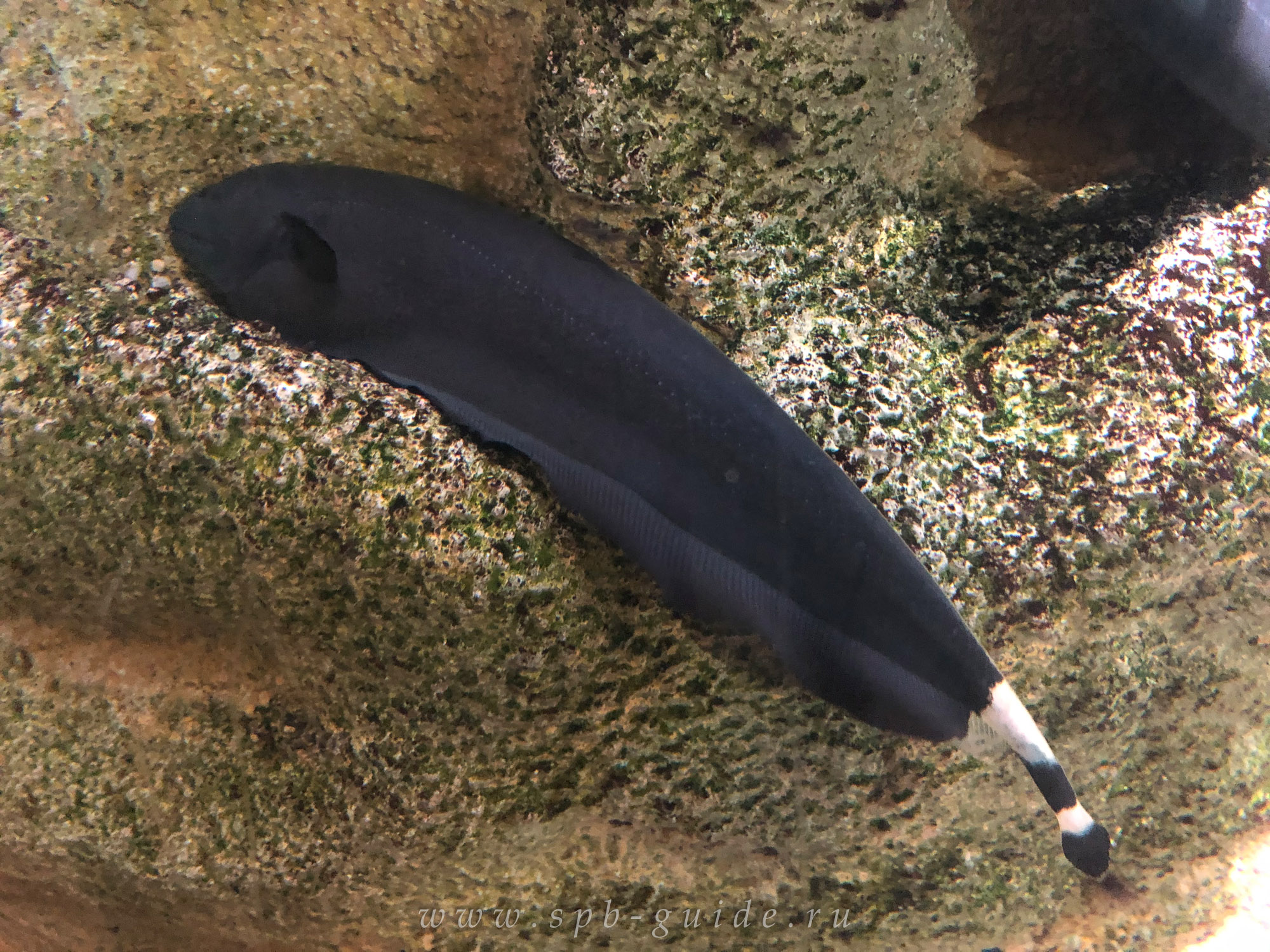 Какая рыба нож. Индийский глазчатый нож рыба. Рыба черный нож аквариумная. Аптеронотус. Рыба нож с хоботом.