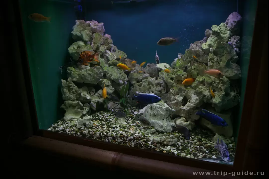 Тропические рыбки Тропические рыбки