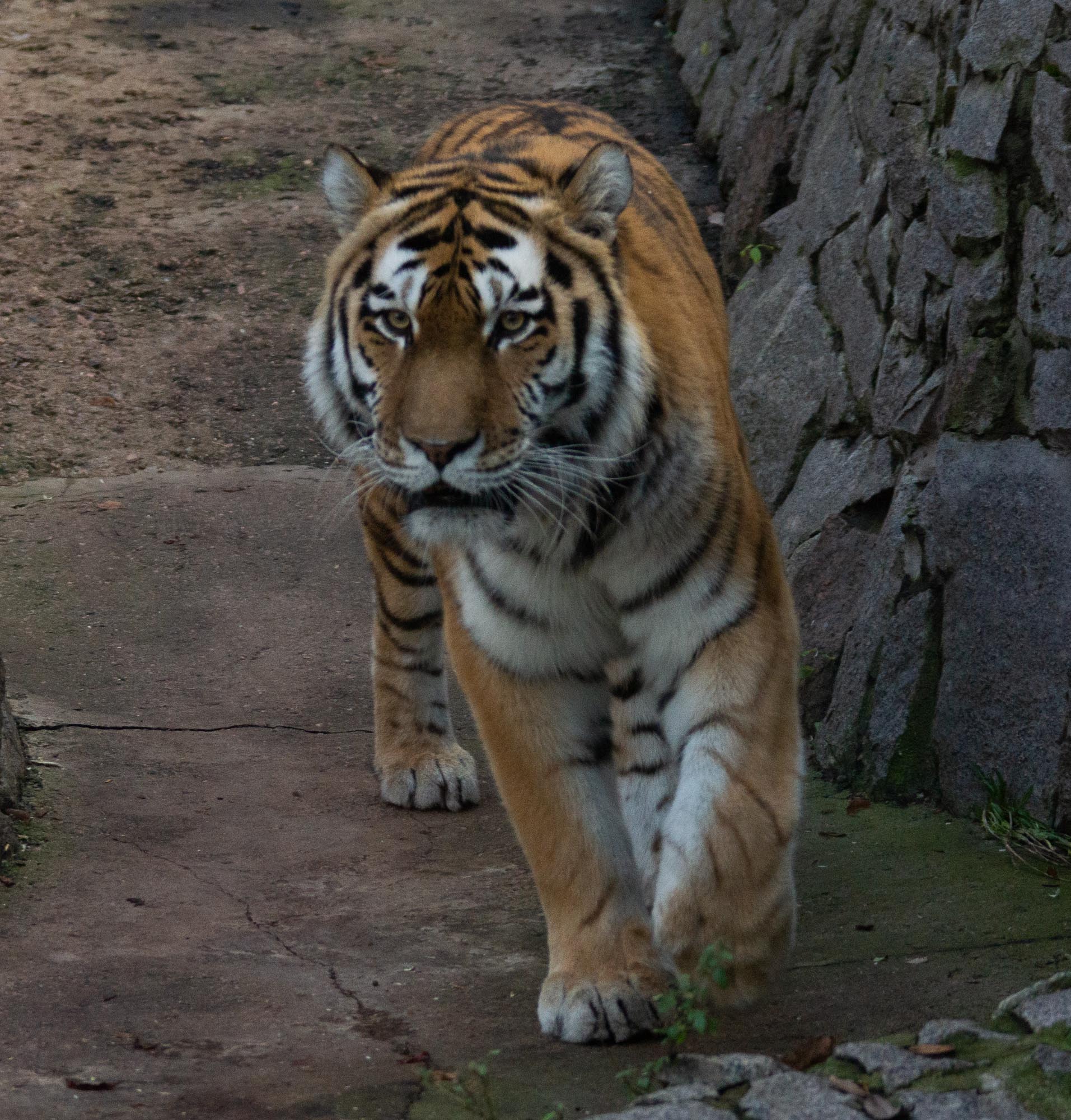 Амурский тигр