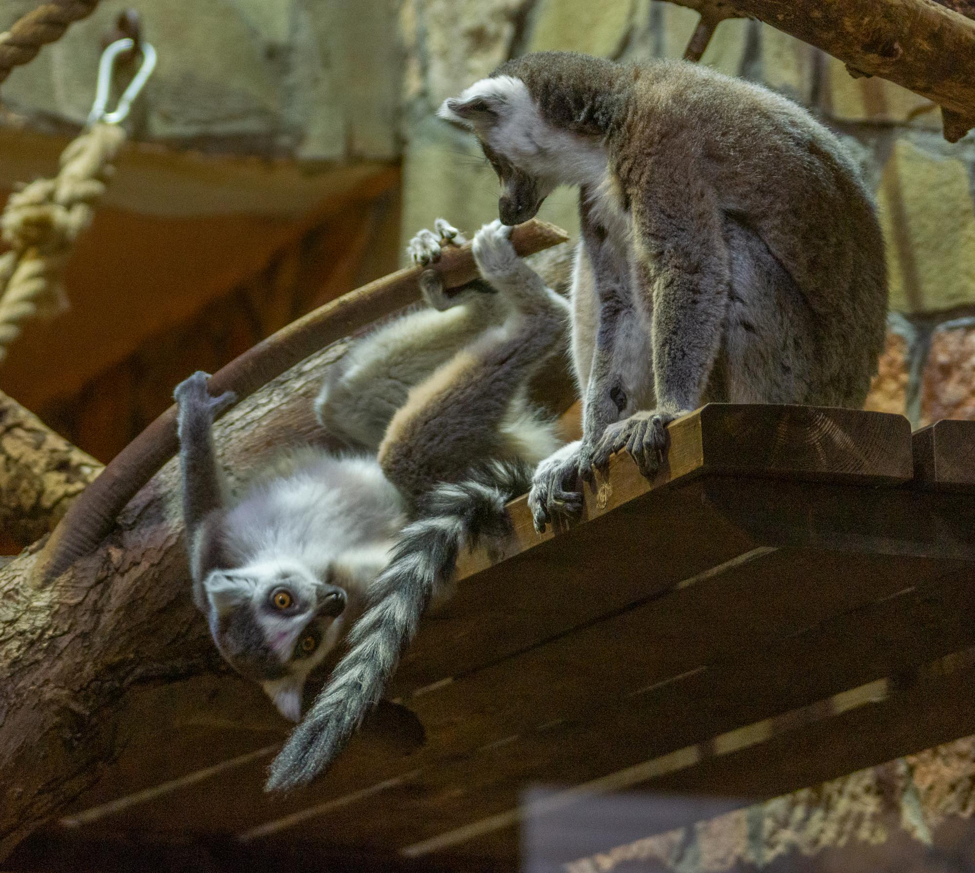Кошачий лемур