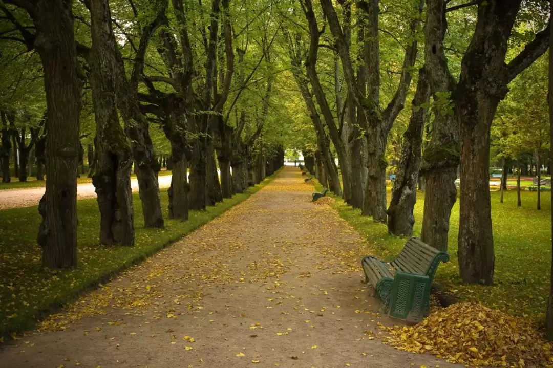 Аллея ко дворцу Аллея ко дворцу
