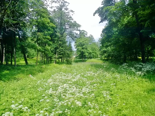Верхний парк Верхний парк